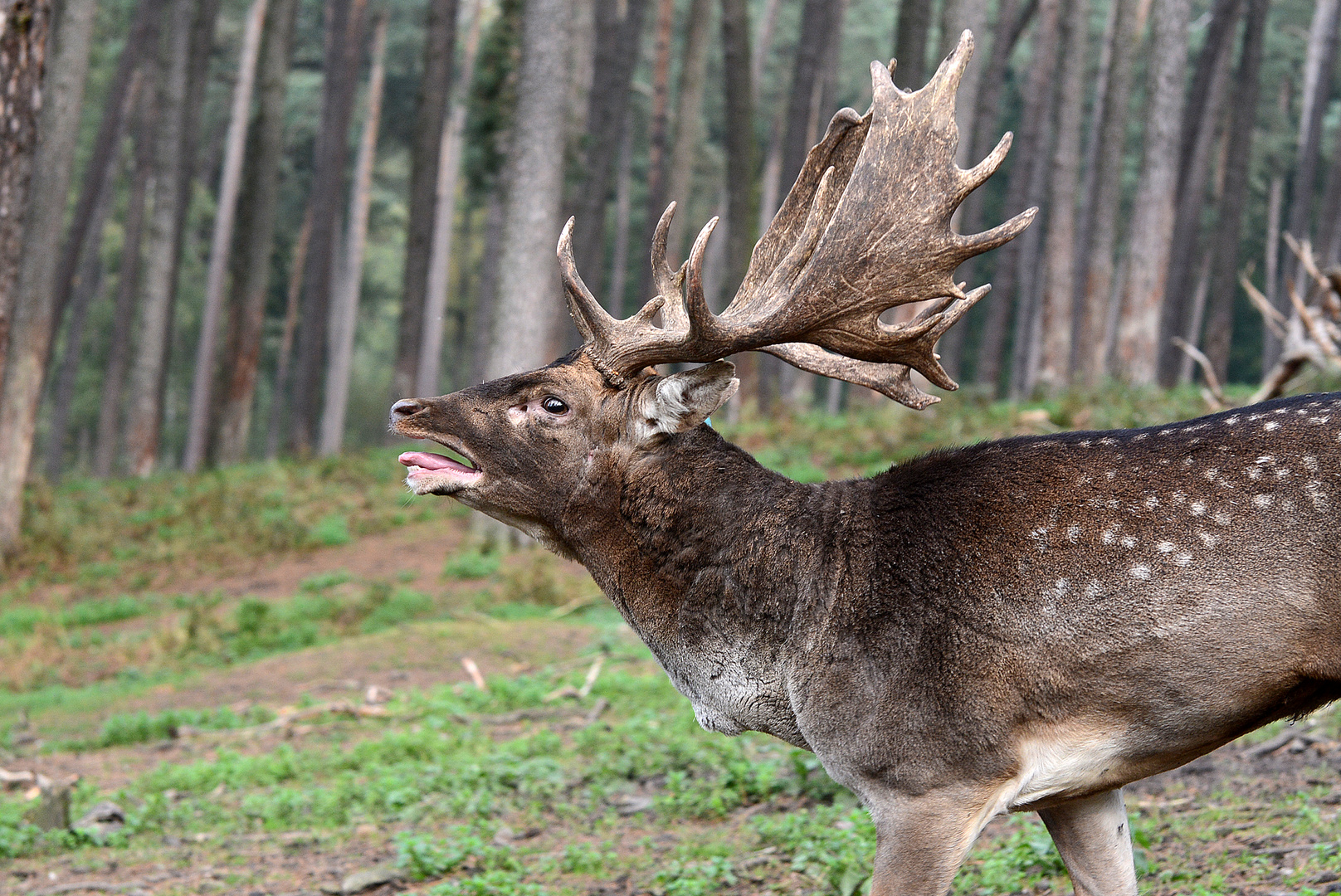 Damwild während der Brunft