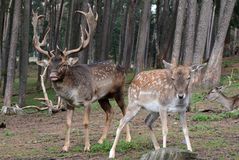 Damwild während der Brunft