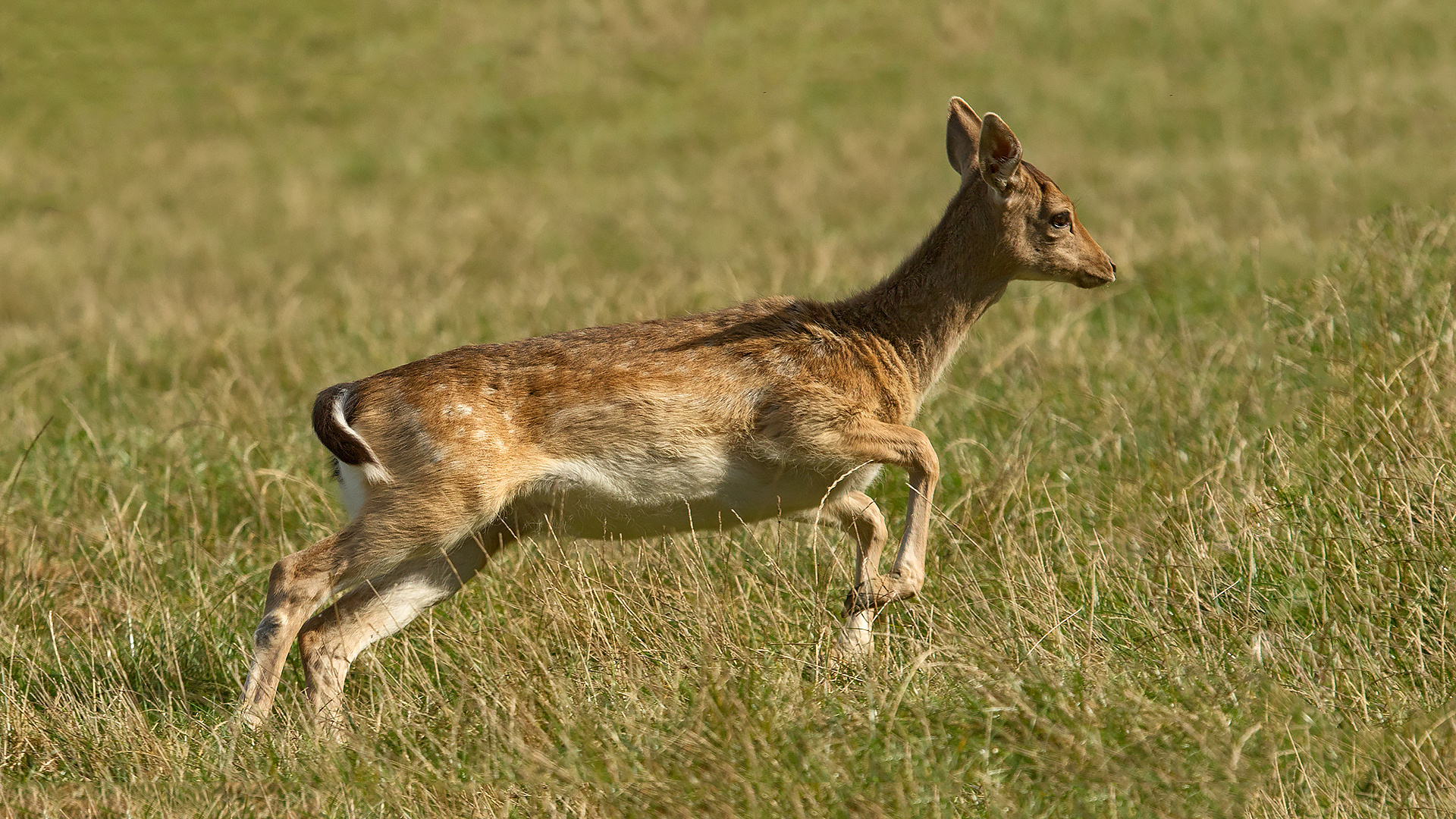 Damwild weiblich