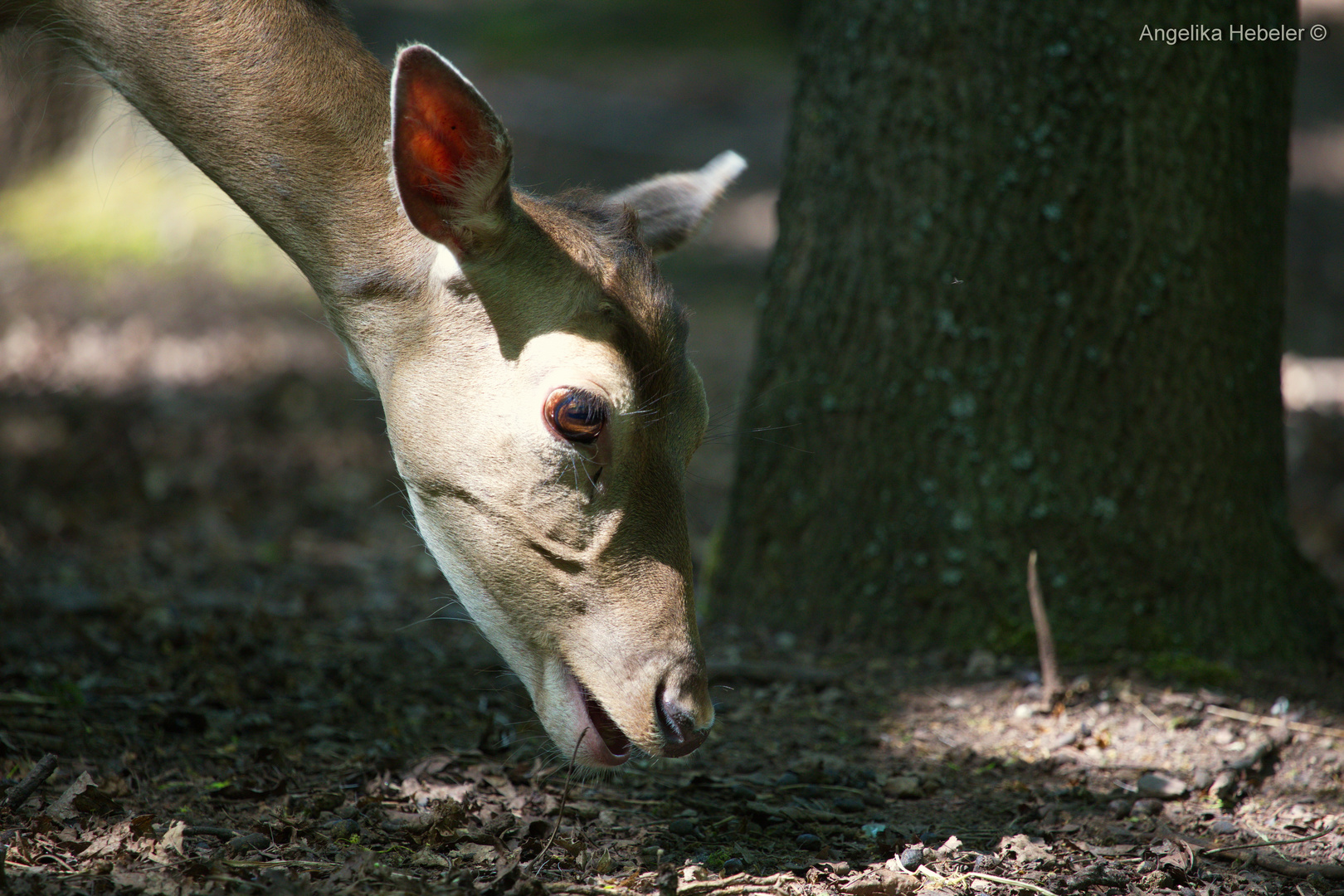 Damwild Zoo Erfurt