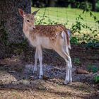 Damwild3 Gesehen und Fotografiert im Wildfreigehege Hellenthal