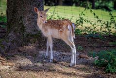 Damwild3 Gesehen und Fotografiert im Wildfreigehege Hellenthal