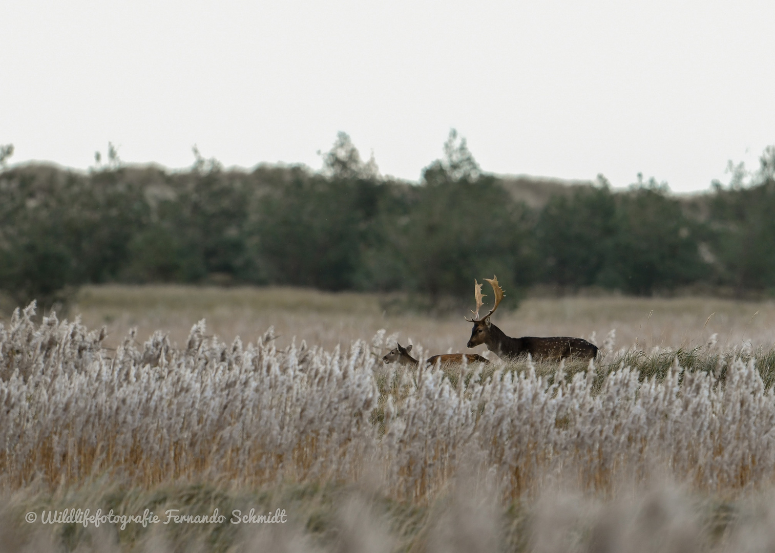 Damwildbrunft 2019/3