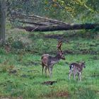 Damwildbrunft - Damhirsch mit Kahlwild