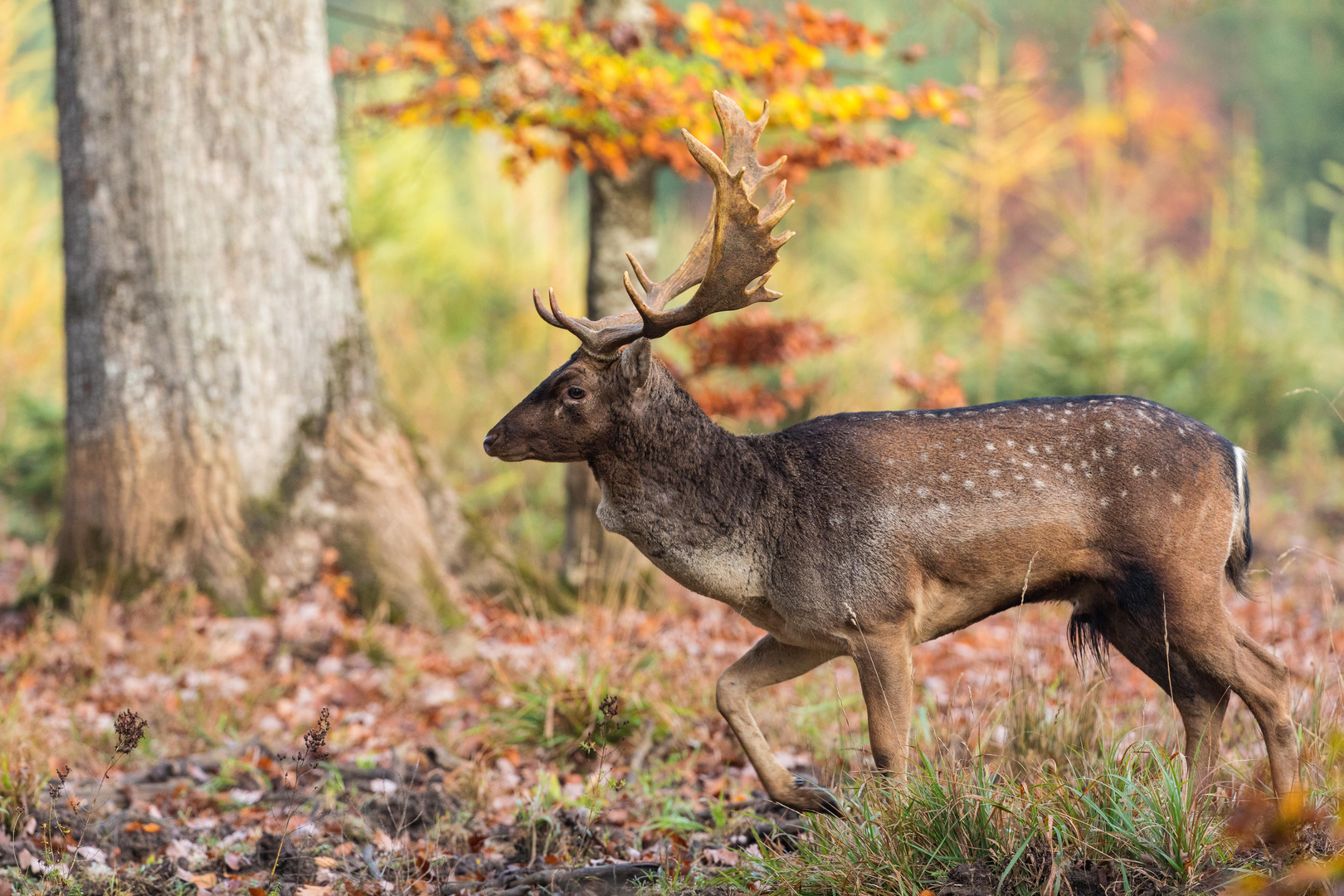 Damwildbrunft im Waldrevier...