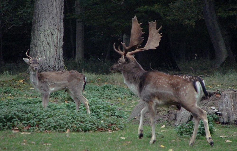 Damwildbrunft in Mecklenburg 1