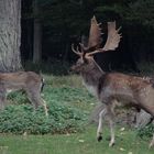 Damwildbrunft in Mecklenburg 1