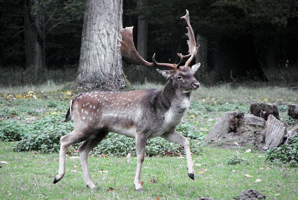 Damwildbrunft in Mecklenburg 3