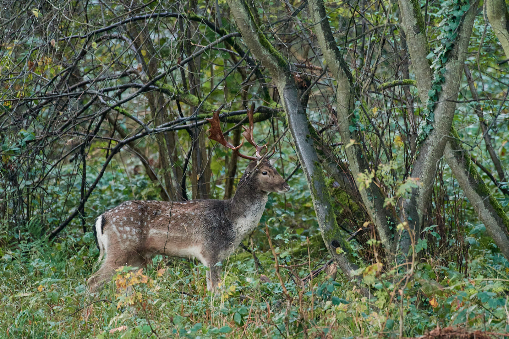 Damwildbrunft - junger Damhirsch zu später Stunde