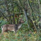 Damwildbrunft - junger Damhirsch zu später Stunde