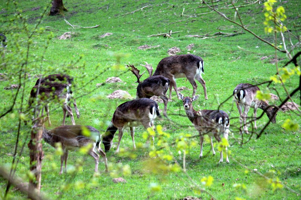 Damwildgehege im Mühltal