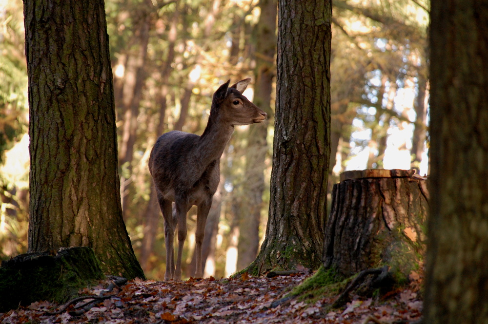 Damwildgehege Wassenberg