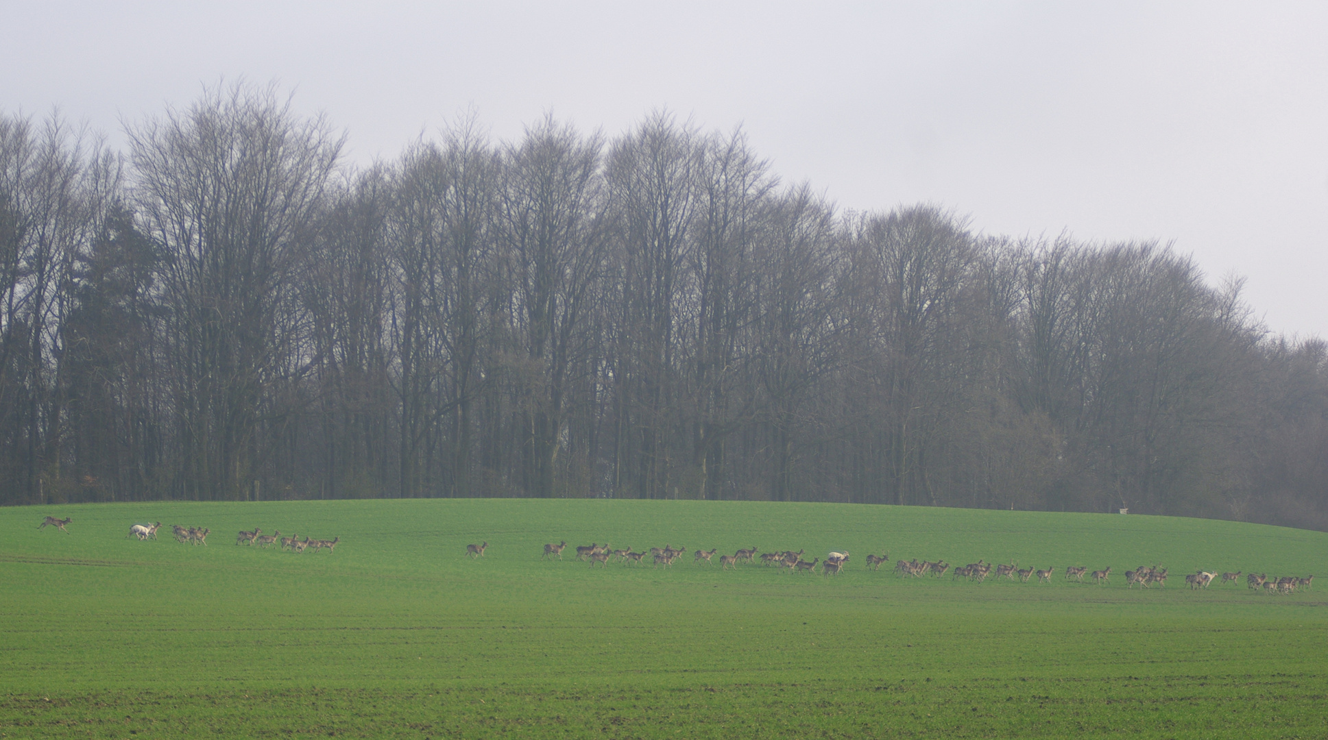 Damwildgruppe mit drei Weißen