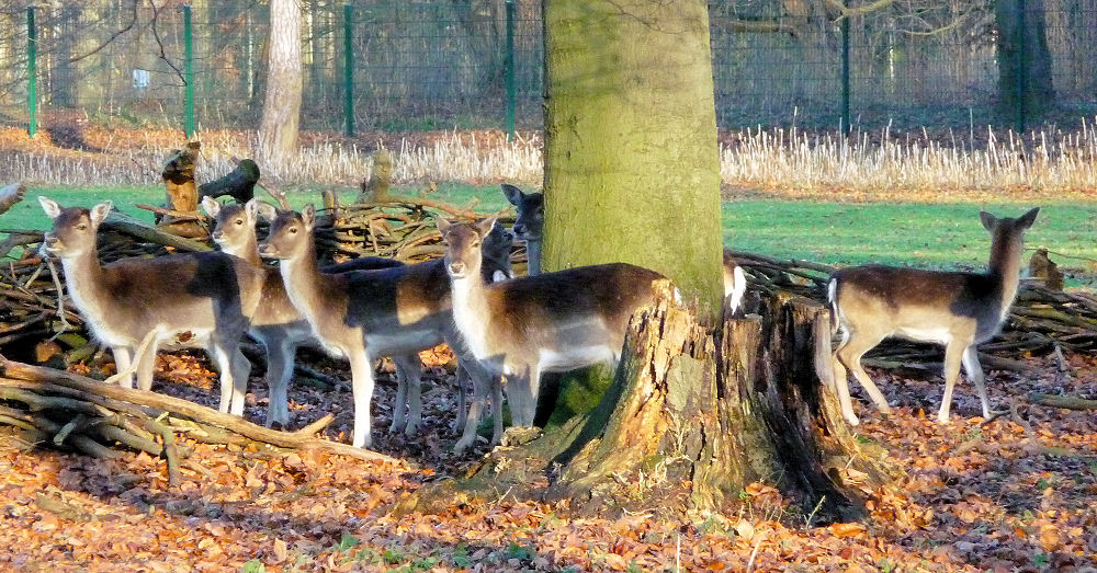 Damwildherde im Kölner Stadtwald