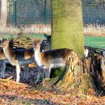 Damwildherde im Kölner Stadtwald