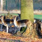 Damwildherde im Kölner Stadtwald