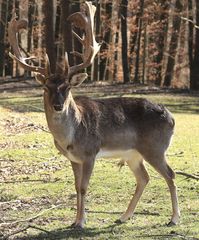 Damwildhirsch