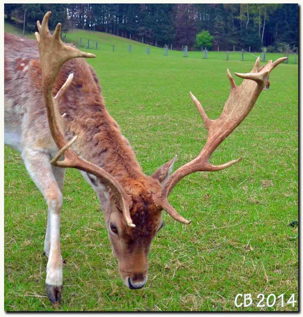 Damwildhirsch Batzi