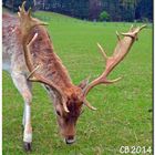 Damwildhirsch Batzi