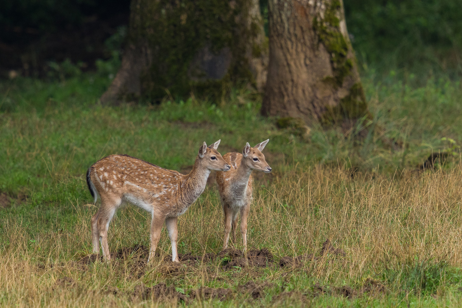 Damwildkälber am Waldrand...