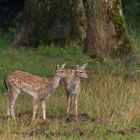 Damwildkälber am Waldrand...