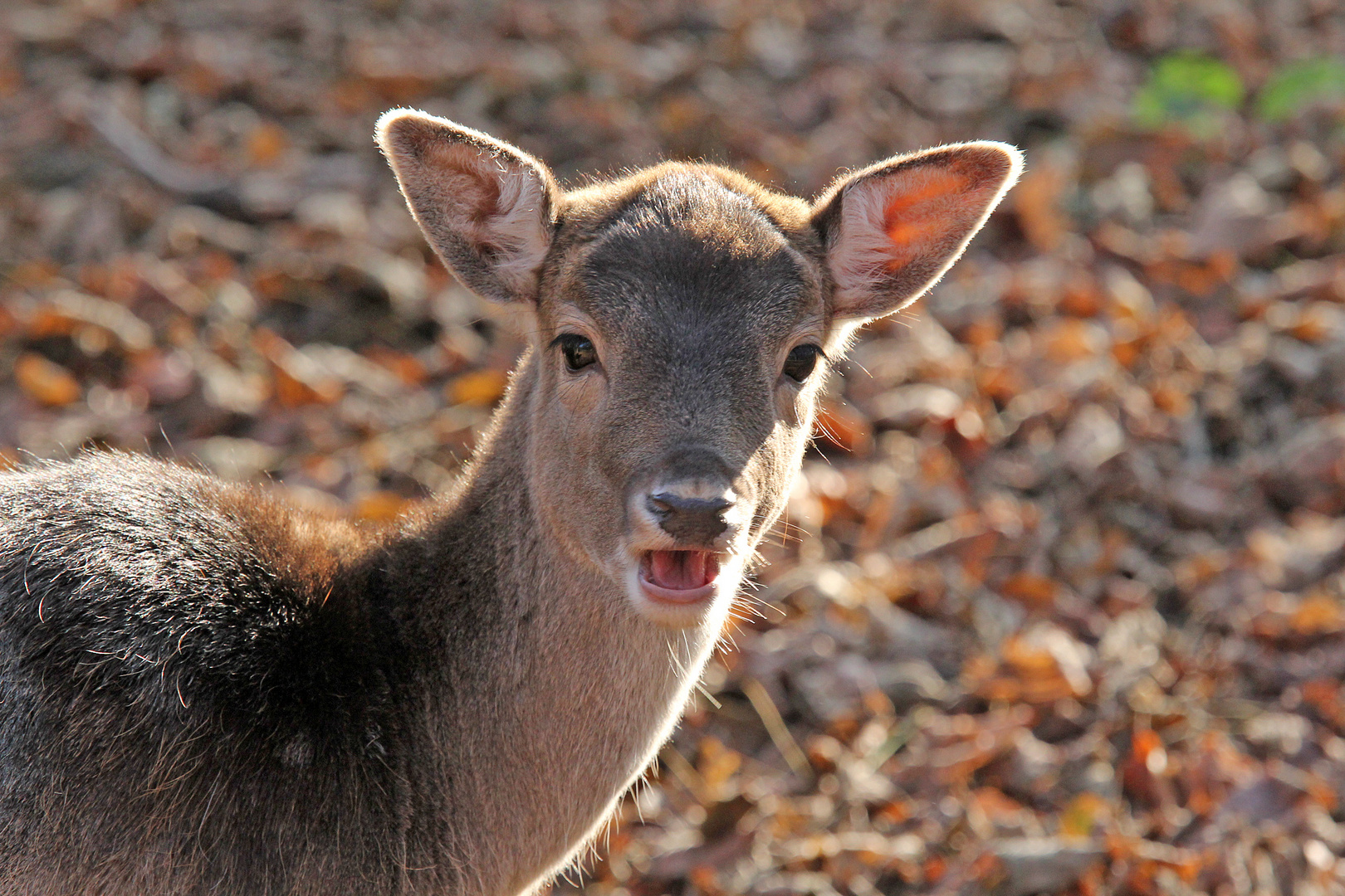 Damwildkalb