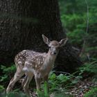 Damwildkalb