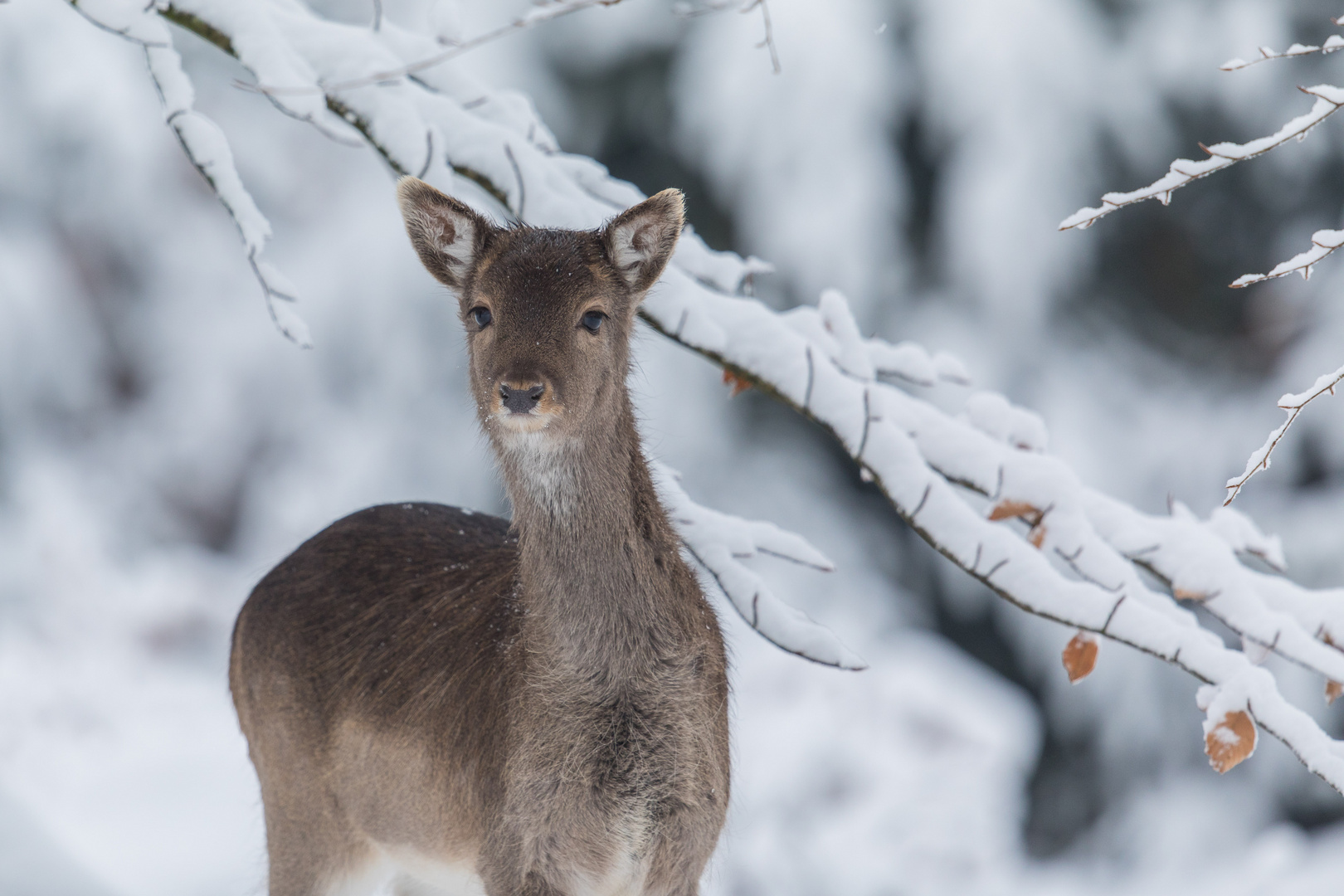 Damwildkalb...