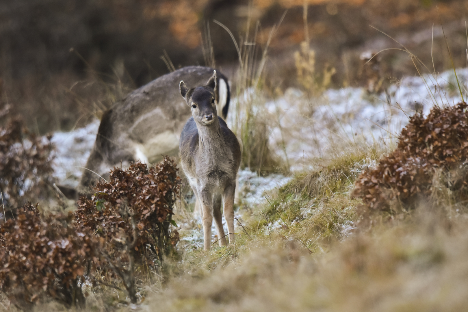 Damwildkalb