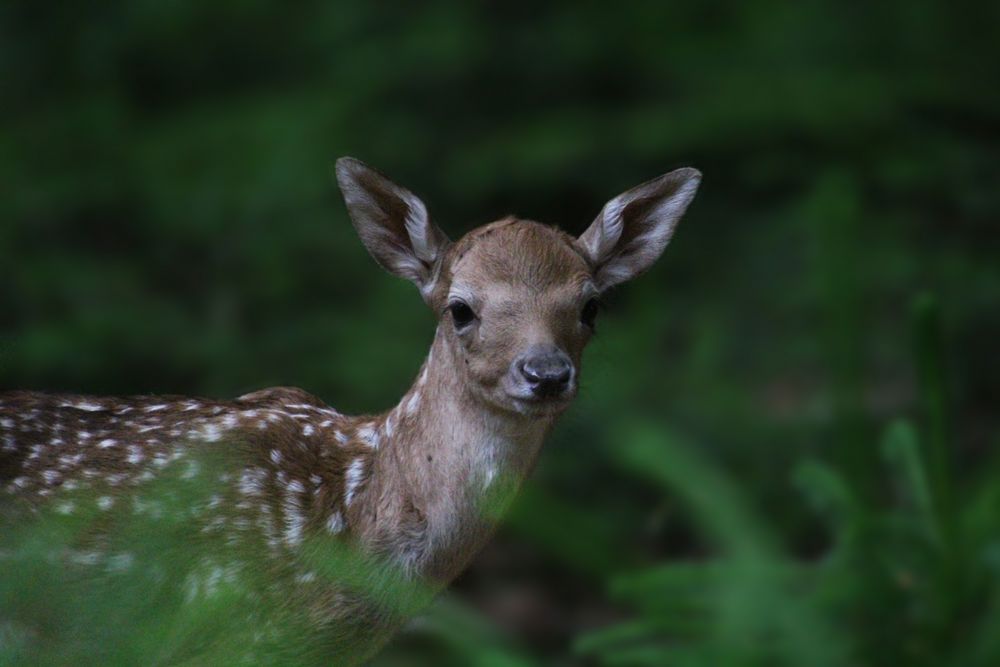 Damwildkalb