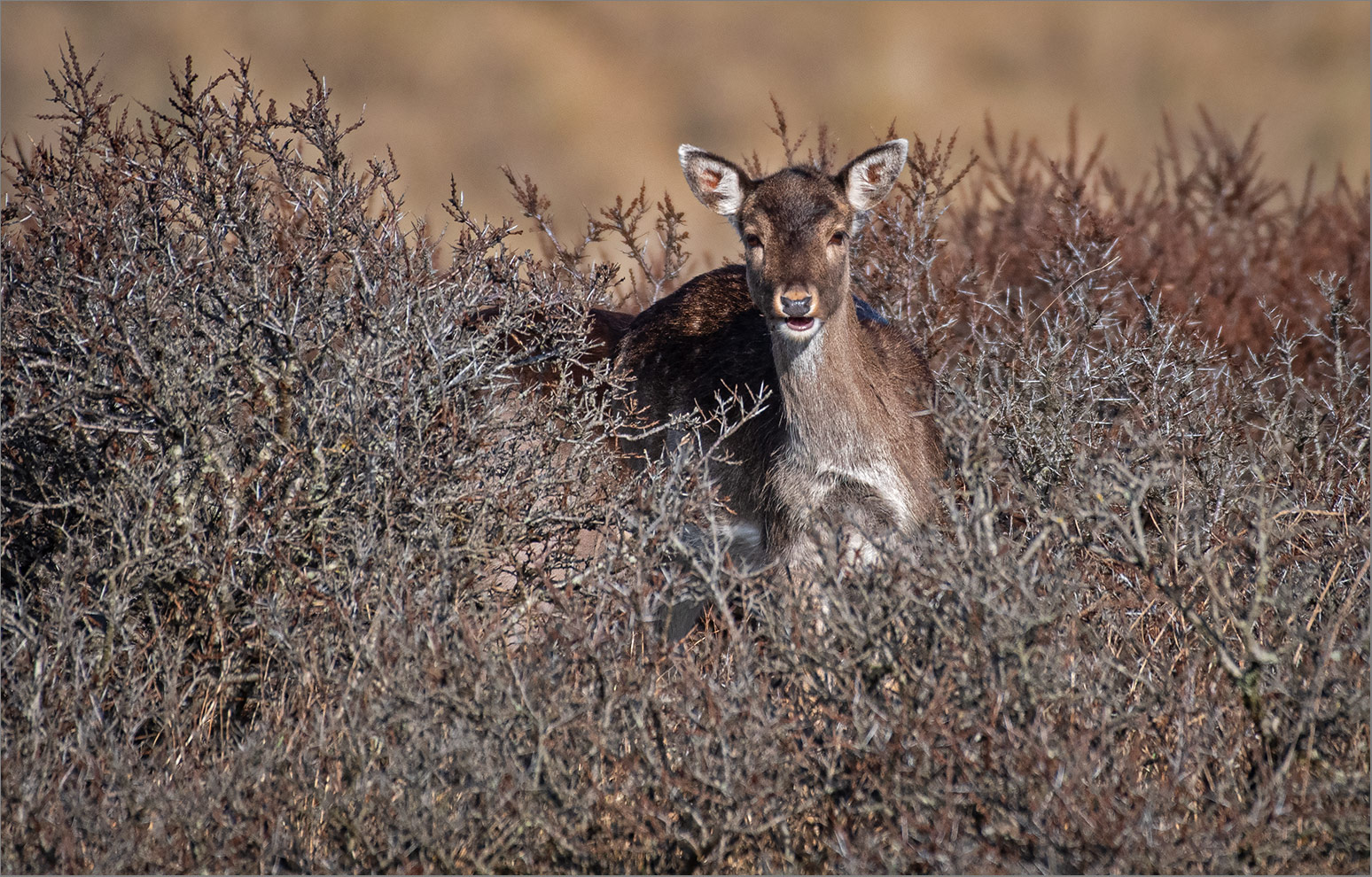 Damwildkalb   . . .