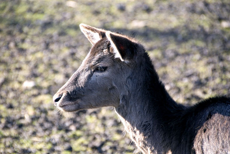 Damwildkalb