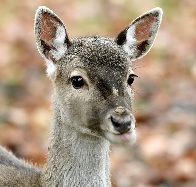 Damwildkalb