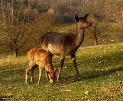 Damwildmama mit Nachzügler E.T.