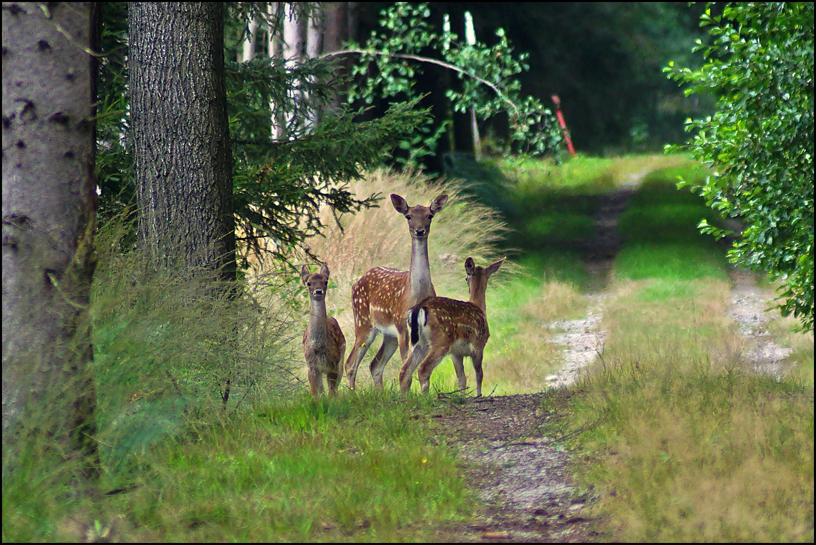 Damwildnachwuchs