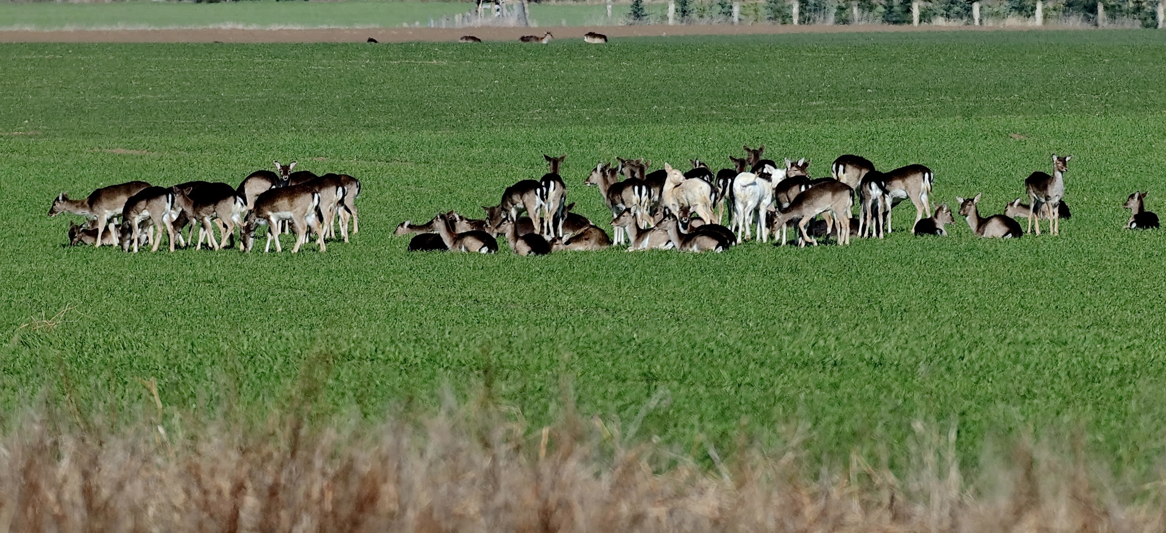 Damwildrudel auf der Saat