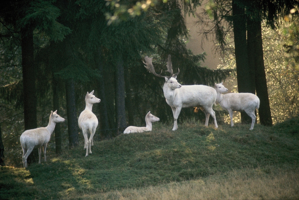 "Damwildrudel mit weißem Hirsch" (Jägersprache) oder "Damwildgruppe mit weißem Hirsch".