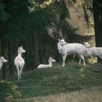 "Damwildrudel mit weißem Hirsch" (Jägersprache) oder "Damwildgruppe mit weißem Hirsch".