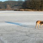 Dana auf der Hut