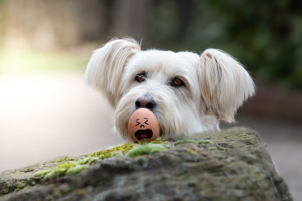 danach ist es gestorben...