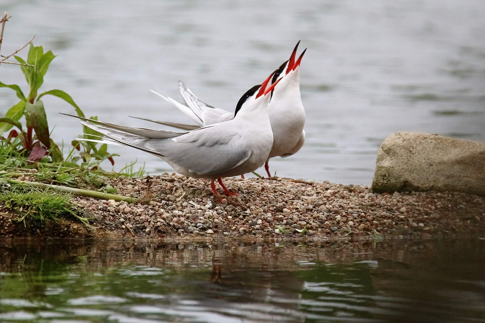 Danach: Singen im Duett!