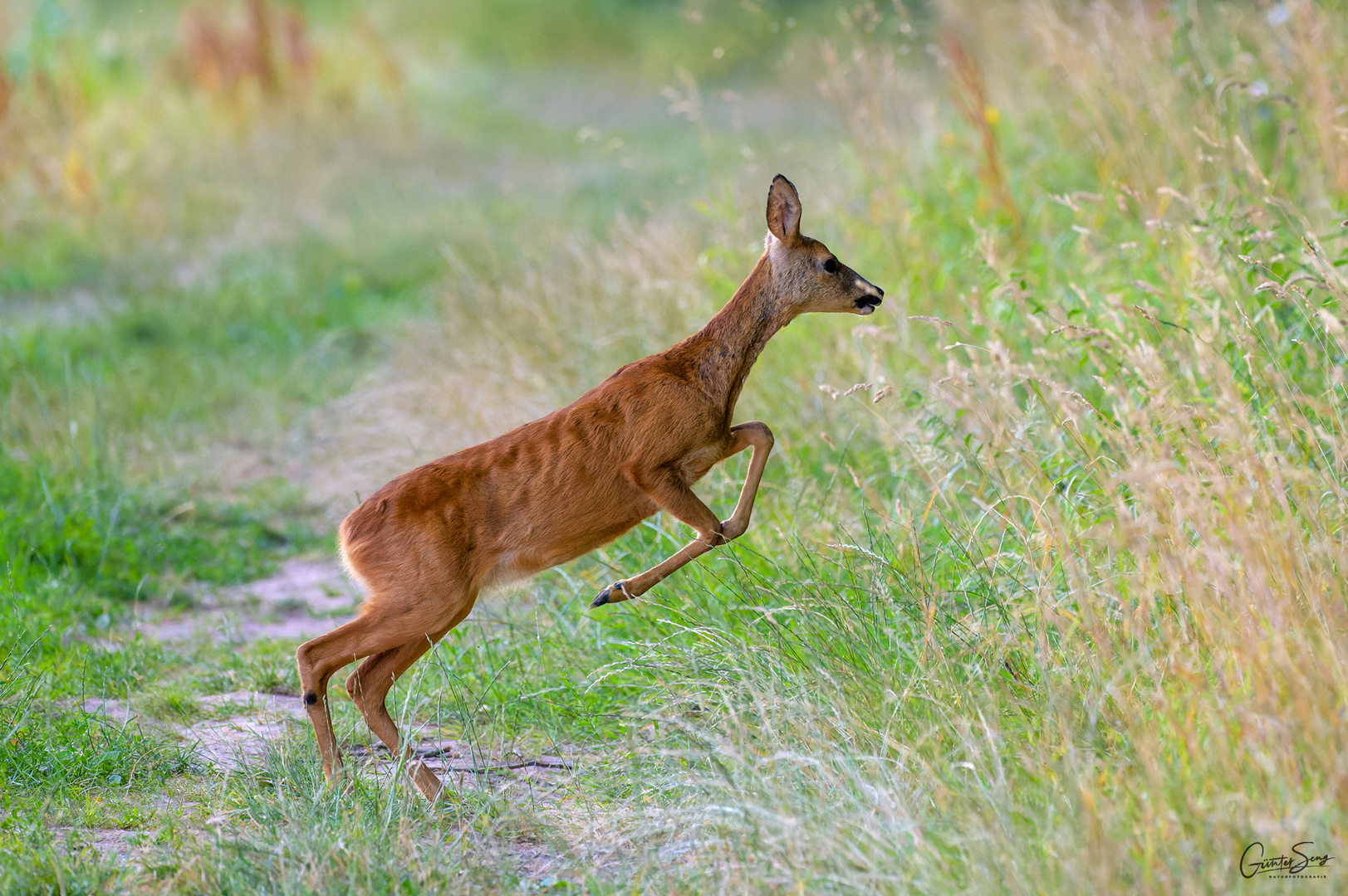 Danach verschwand es wieder im Wald