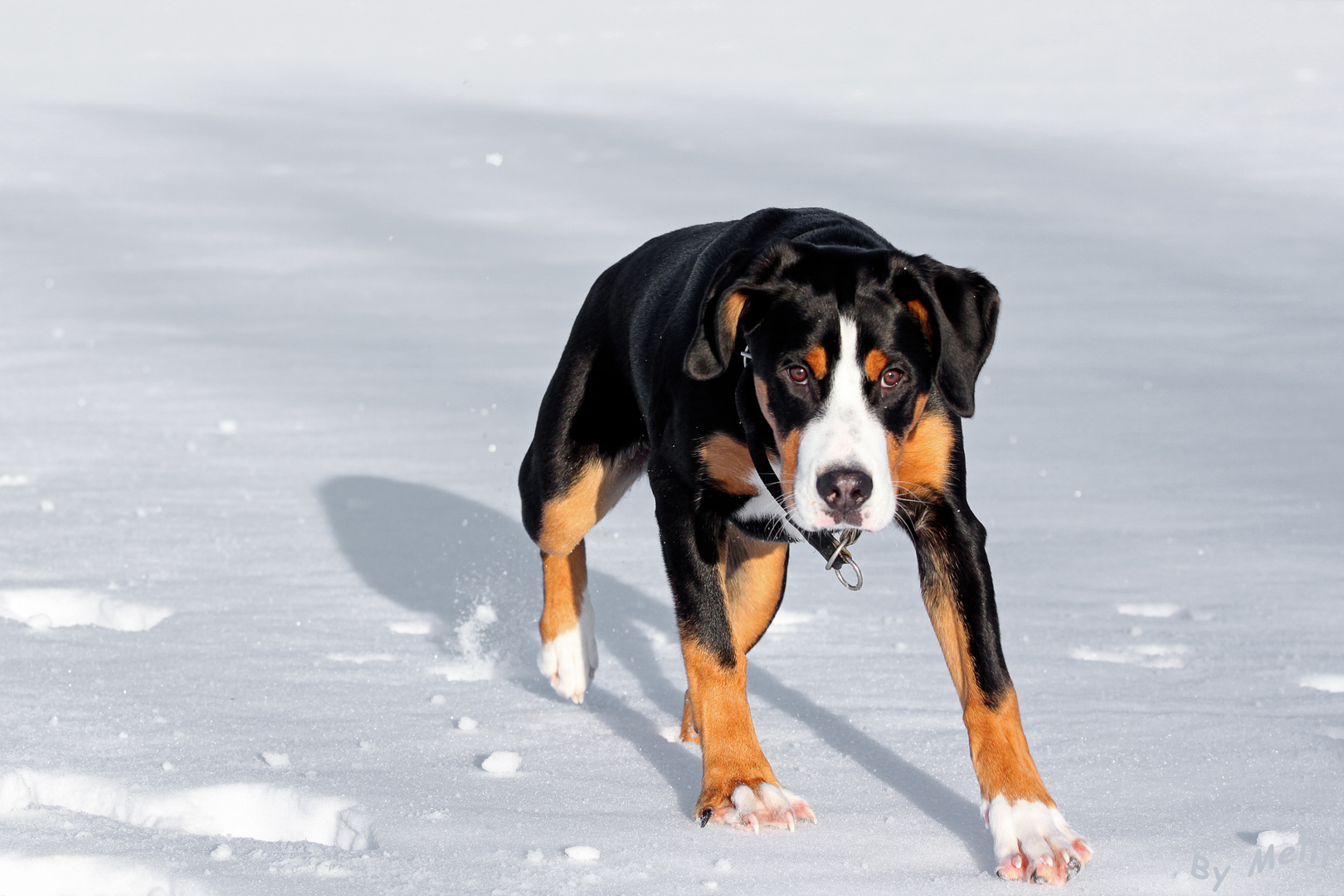 Danas Kampf mit dem Tiefschnee