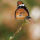 Danaus