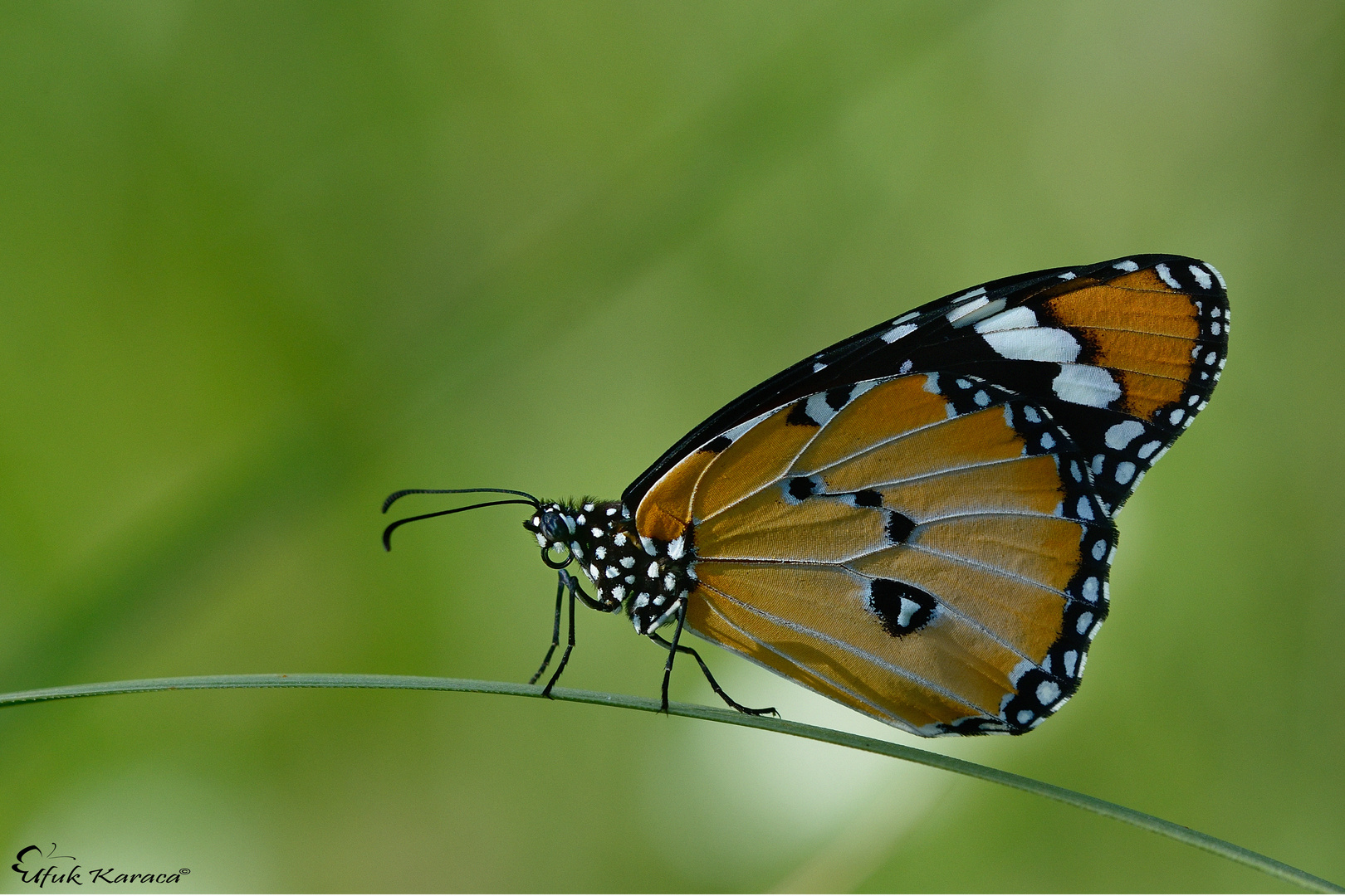 Danaus chrysippus