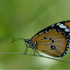 Danaus chrysippus