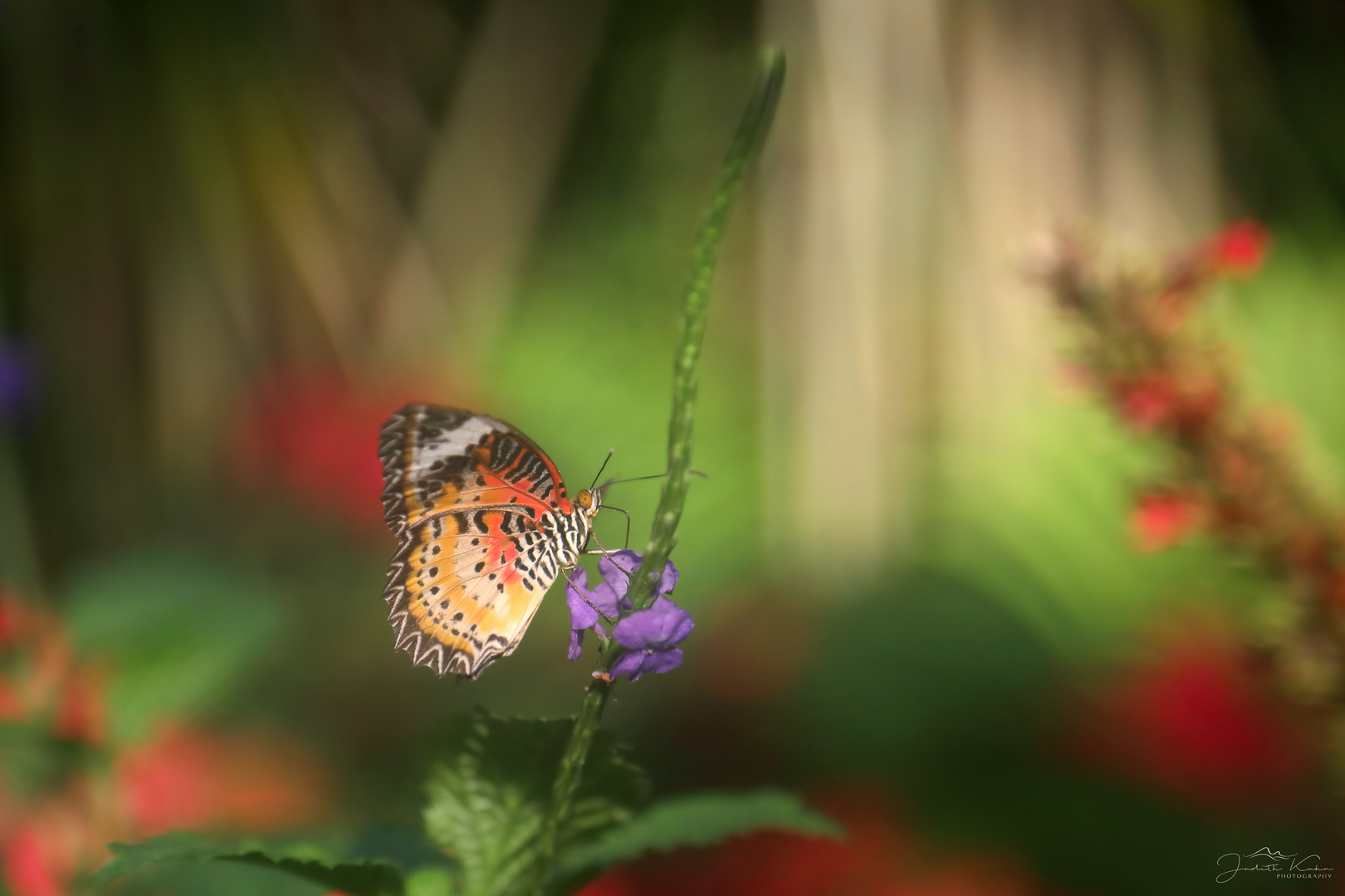 Danaus chrysippus