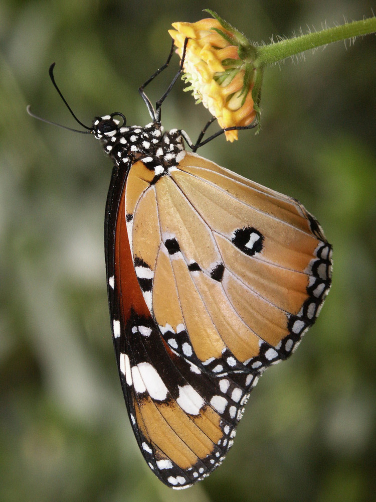 Danaus chrysippus