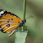 Danaus chrysippus