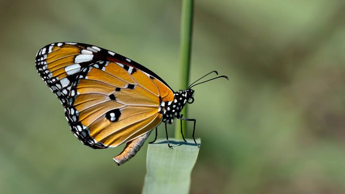Danaus chrysippus